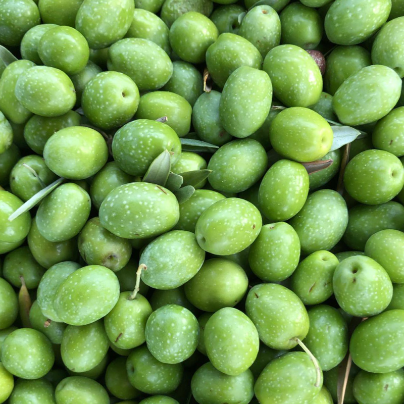 Aceitunas crudas frescas verdes para aliñar en casa