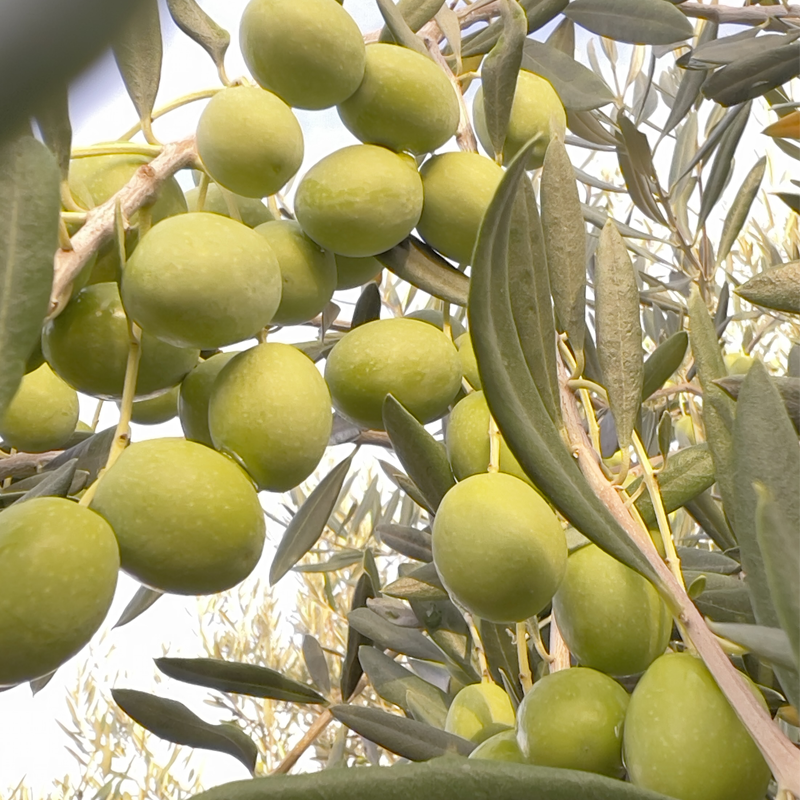 Aceitunas crudas frescas verdes para aliñar en casa