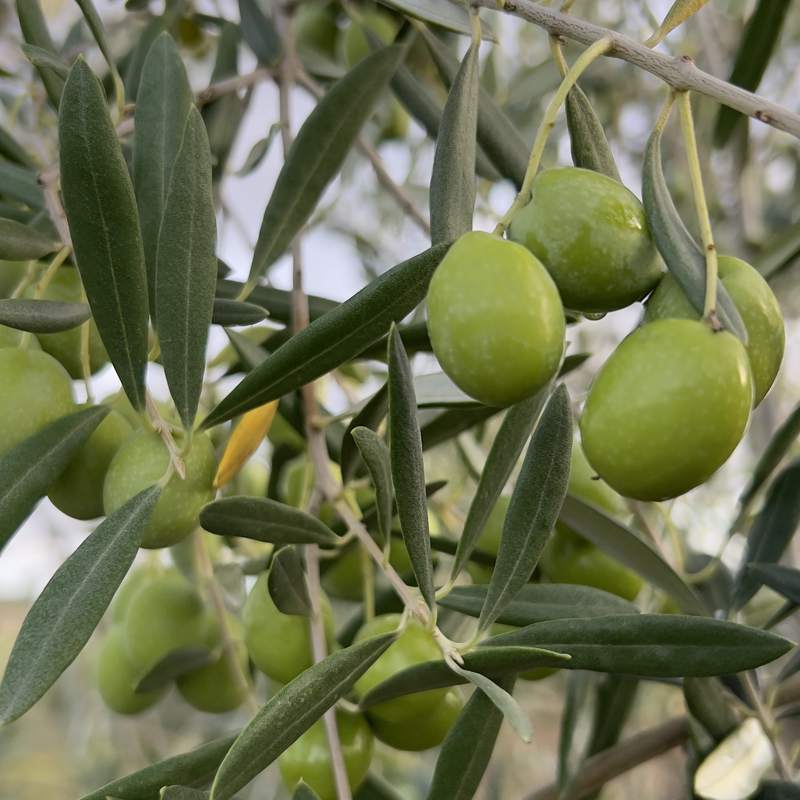 Aceitunas crudas frescas verdes para aliñar en casa